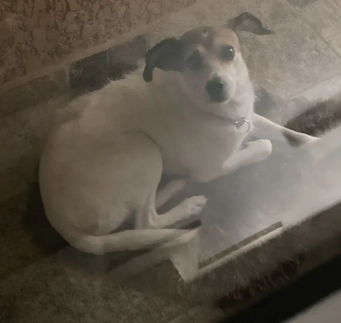 Cachorro raça SRD-ViraLata idade 1 ano nome Nina