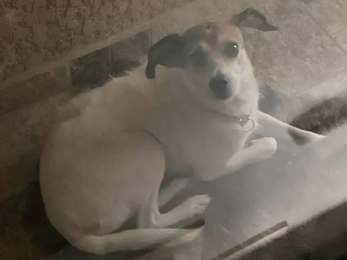 Cachorro raça SRD-ViraLata idade 1 ano nome Nina