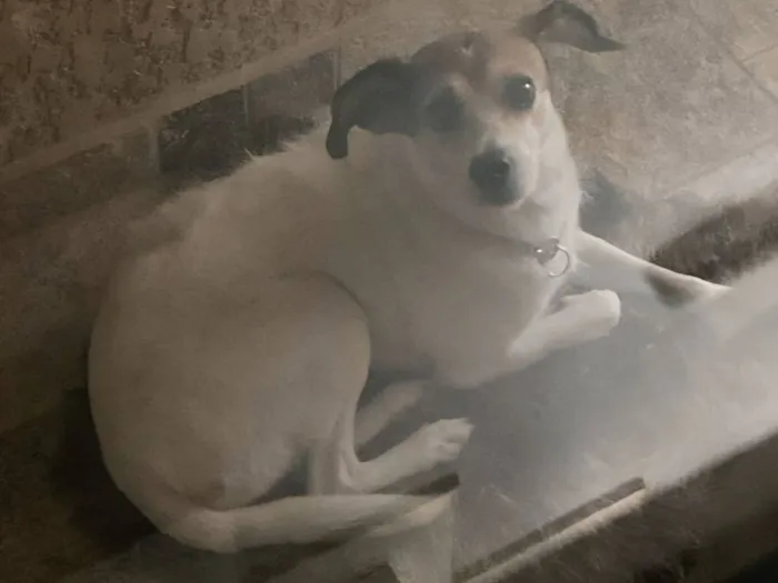 Cachorro raça SRD-ViraLata idade 1 ano nome Nina