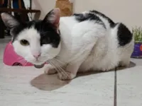 Gato raça SRD-ViraLata idade 4 anos nome Dustin