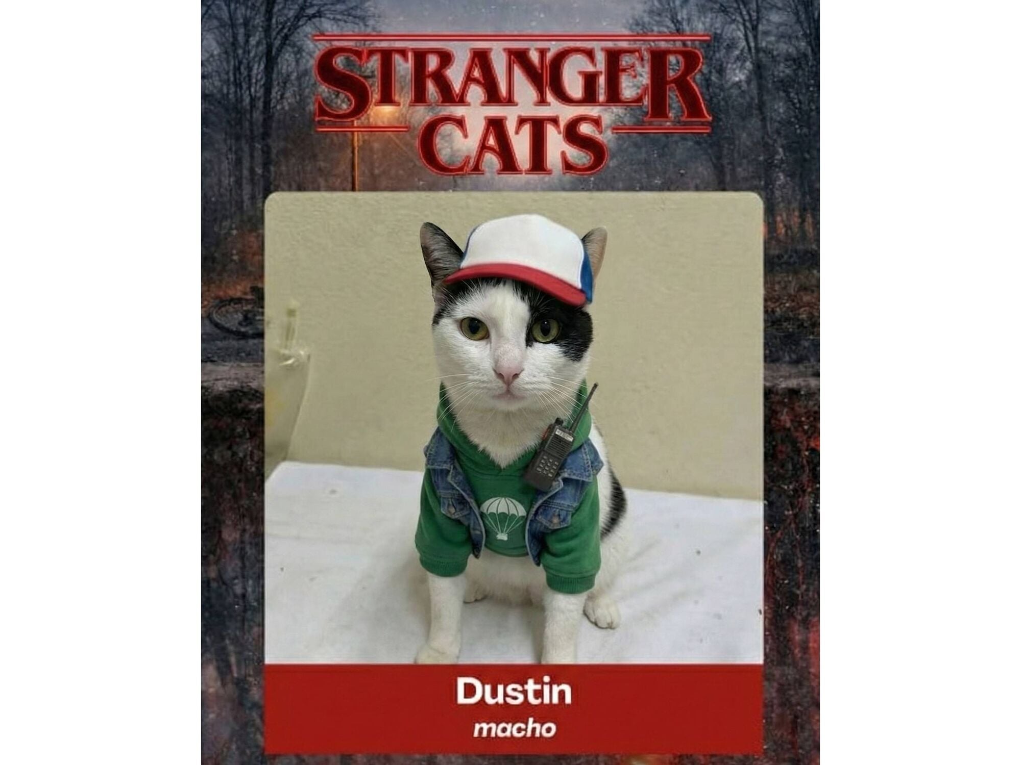 Gato raça SRD-ViraLata idade 4 anos nome Dustin