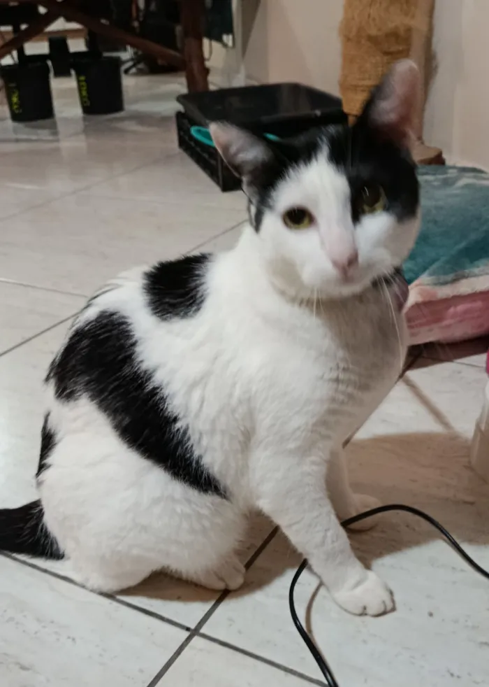 Gato raça SRD-ViraLata idade 4 anos nome Dustin