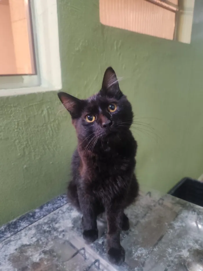 Gato raça SRD-ViraLata idade 2 a 6 meses nome Zoro e Nami