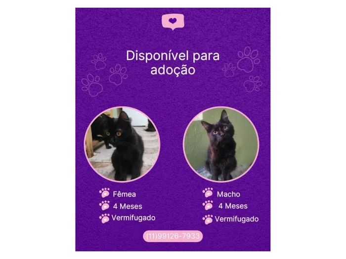 Gato raça SRD-ViraLata idade 2 a 6 meses nome Zoro e Nami