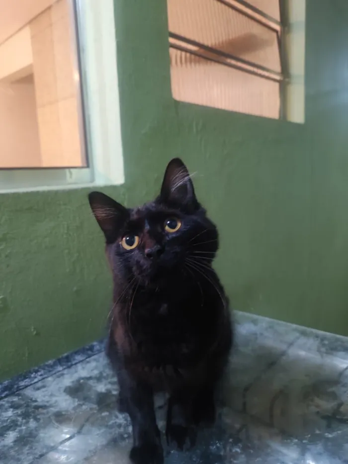 Gato raça SRD-ViraLata idade 2 a 6 meses nome Zoro e Nami