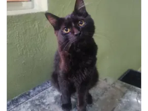 Gato raça SRD-ViraLata idade 2 a 6 meses nome Zoro