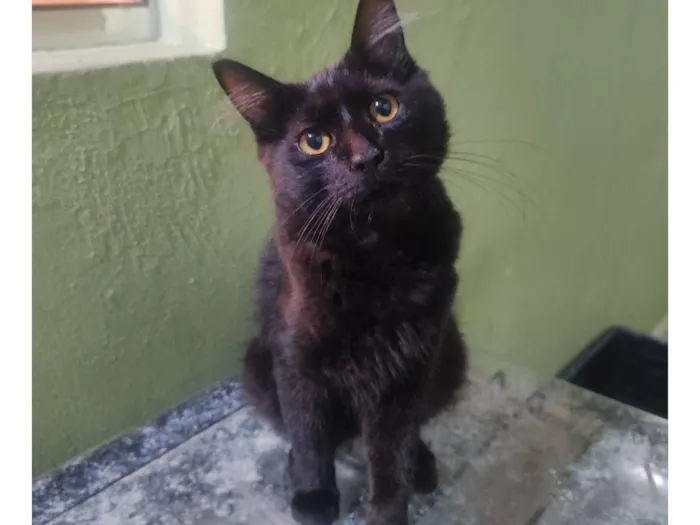 Gato raça SRD-ViraLata idade 2 a 6 meses nome Zoro e Nami