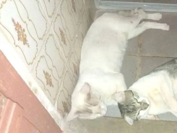 Gato raça SRD-ViraLata idade 1 ano nome Pelúcia 