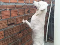 Cachorro raça SRD-ViraLata idade 6 ou mais anos nome Branquinha