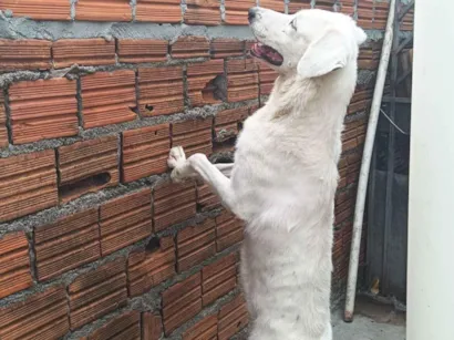 Cachorro raça SRD-ViraLata idade 6 ou mais anos nome Branquinha