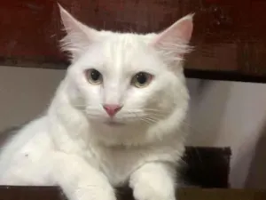 Gato raça Sphynx idade 1 ano nome Pluma