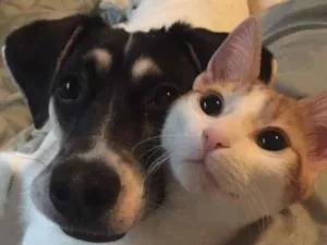 Cachorro raça SRD-ViraLata idade Abaixo de 2 meses nome Achei na rua 