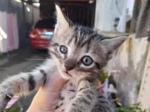 Gato raça SRD-ViraLata idade 2 a 6 meses nome Nala