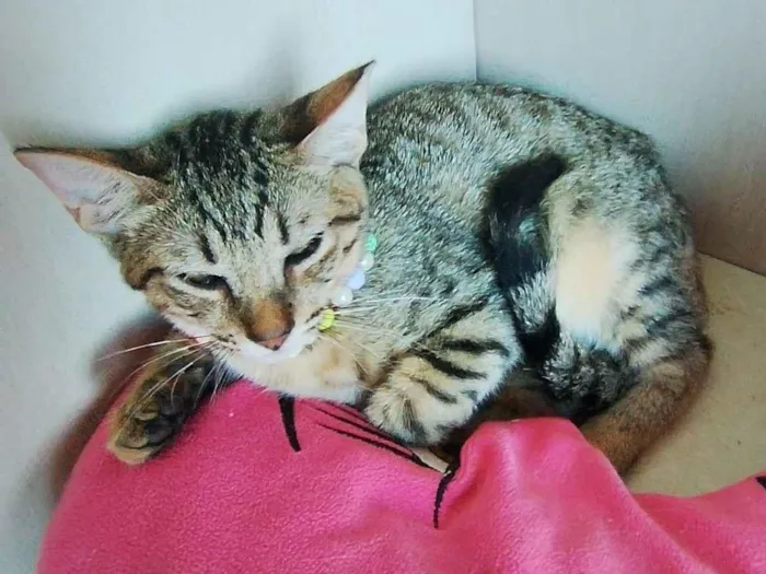 Gato raça SRD-ViraLata idade 2 a 6 meses nome Belle 