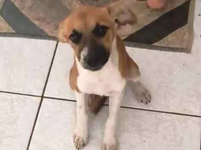 Cachorro raça SRD-ViraLata idade 2 a 6 meses nome Fubanga