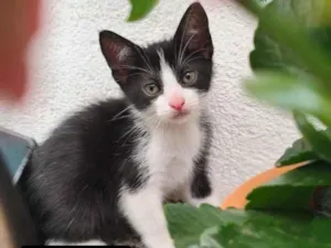 Gato raça SRD-ViraLata idade 2 a 6 meses nome S/N