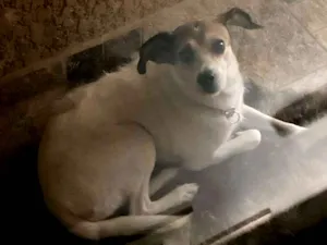 Cachorro raça SRD-ViraLata idade 1 ano nome Nina