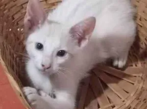 Gato raça SRD-ViraLata idade 1 ano nome Pelúcia 