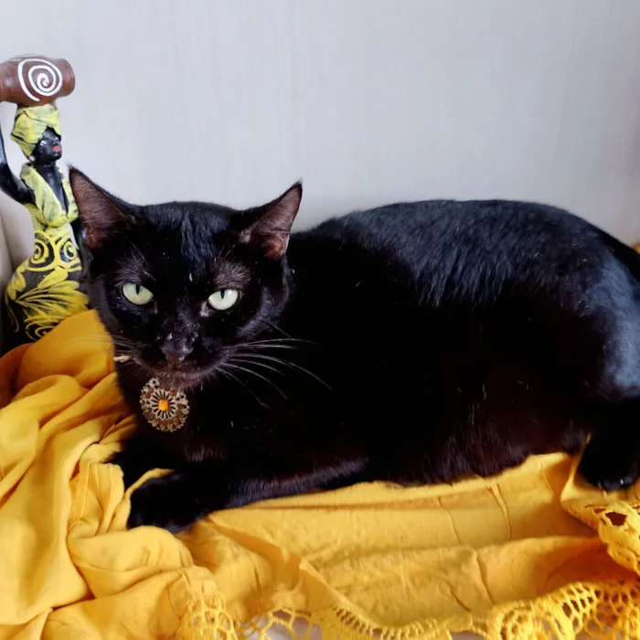 Gato raça SRD-ViraLata idade 1 ano nome Lua negra