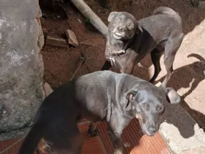Cachorro raça SRD-ViraLata idade 4 anos nome Neguinho e neguinha