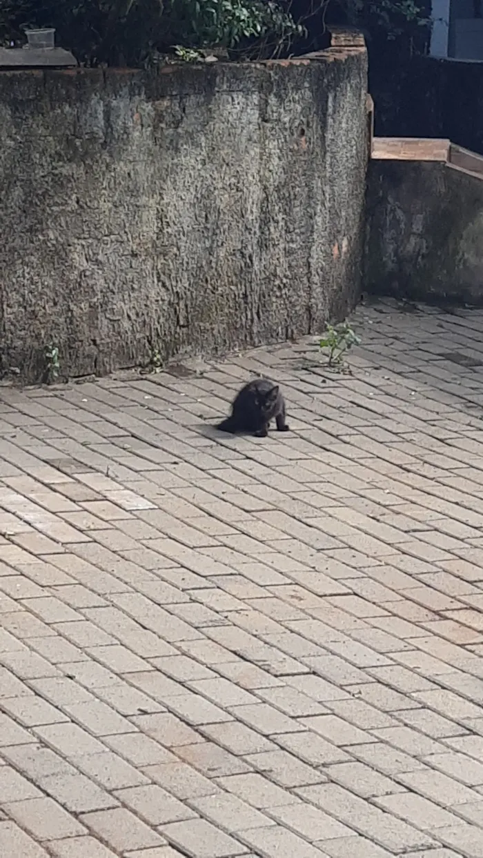 Gato raça SRD-ViraLata idade 2 a 6 meses nome Gatos
