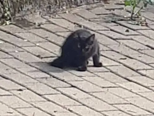 Gato raça SRD-ViraLata idade 2 a 6 meses nome Gatos