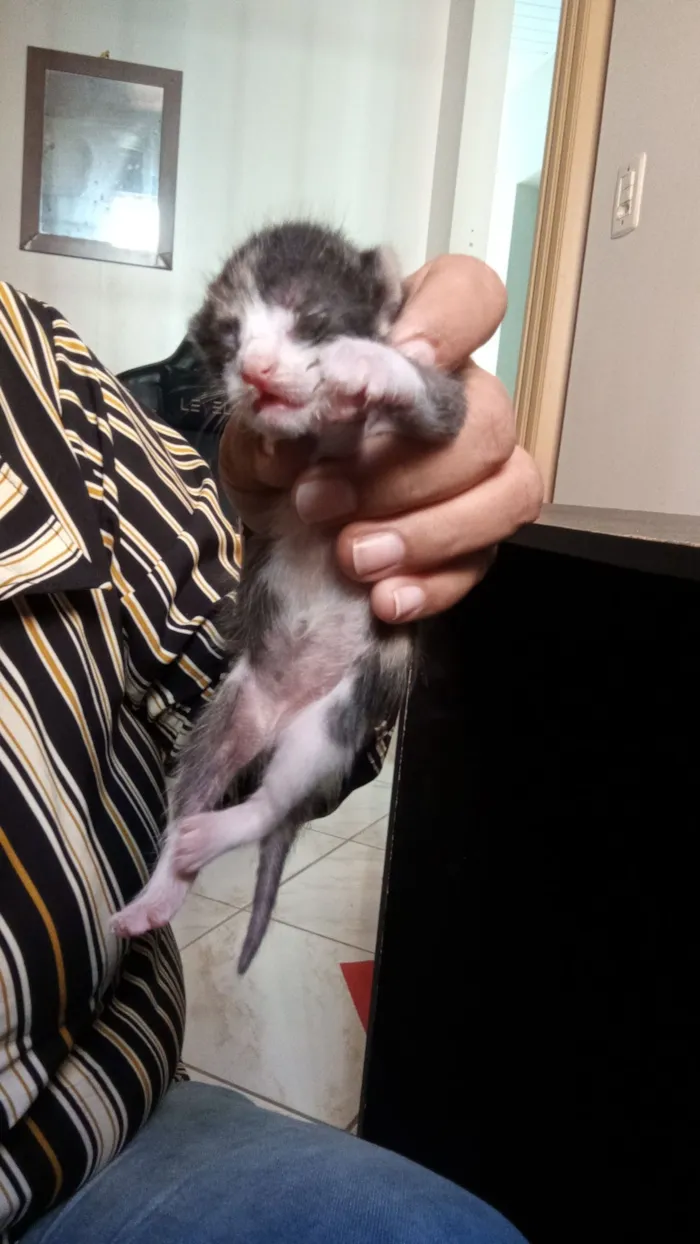 Gato raça SRD-ViraLata idade Abaixo de 2 meses nome Sem nome