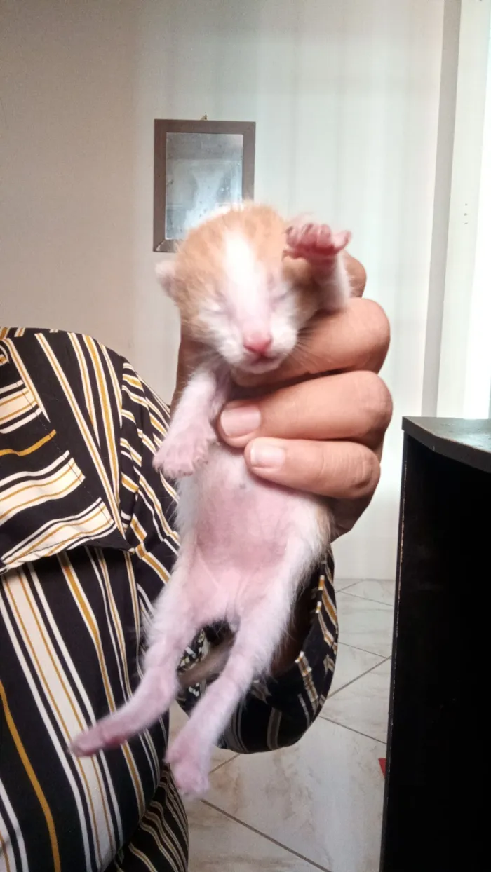 Gato raça SRD-ViraLata idade Abaixo de 2 meses nome Sem nome