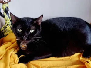 Gato raça SRD-ViraLata idade 1 ano nome Lua negra