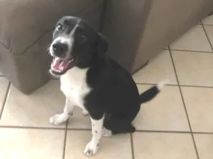 Cachorro raça SRD-ViraLata idade 2 a 6 meses nome Cash