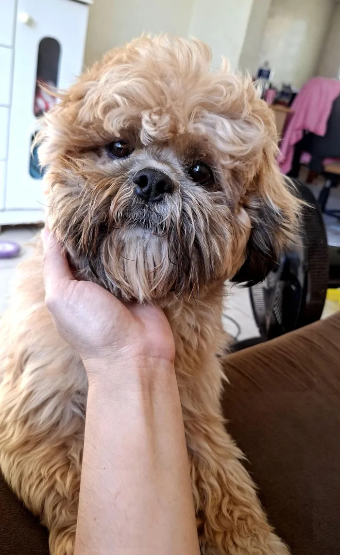 Cachorro raça Shitzu idade 3 anos nome Barão 