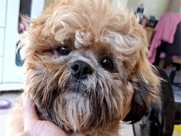 Cachorro raça Shitzu idade 3 anos nome Barão 