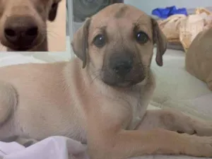 Cachorro raça SRD-ViraLata idade 2 a 6 meses nome Safira
