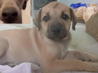 Cachorro raça SRD-ViraLata idade 2 a 6 meses nome Safira