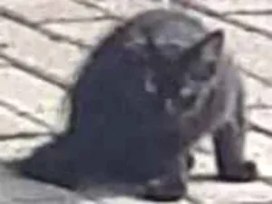 Gato raça SRD-ViraLata idade 2 a 6 meses nome Gatos