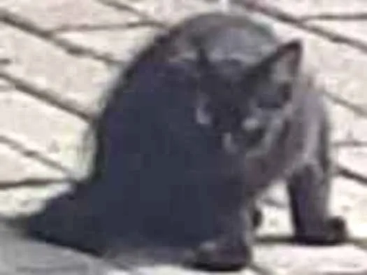 Gato raça SRD-ViraLata idade 2 a 6 meses nome Gatos