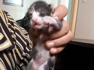 Gato raça SRD-ViraLata idade Abaixo de 2 meses nome Sem nome