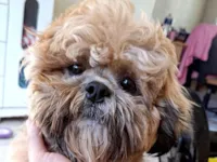 Cachorro raça Shitzu idade 3 anos nome Barão 