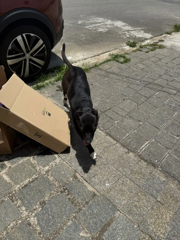 Cachorro raça SRD-ViraLata idade 2 anos nome Não sei