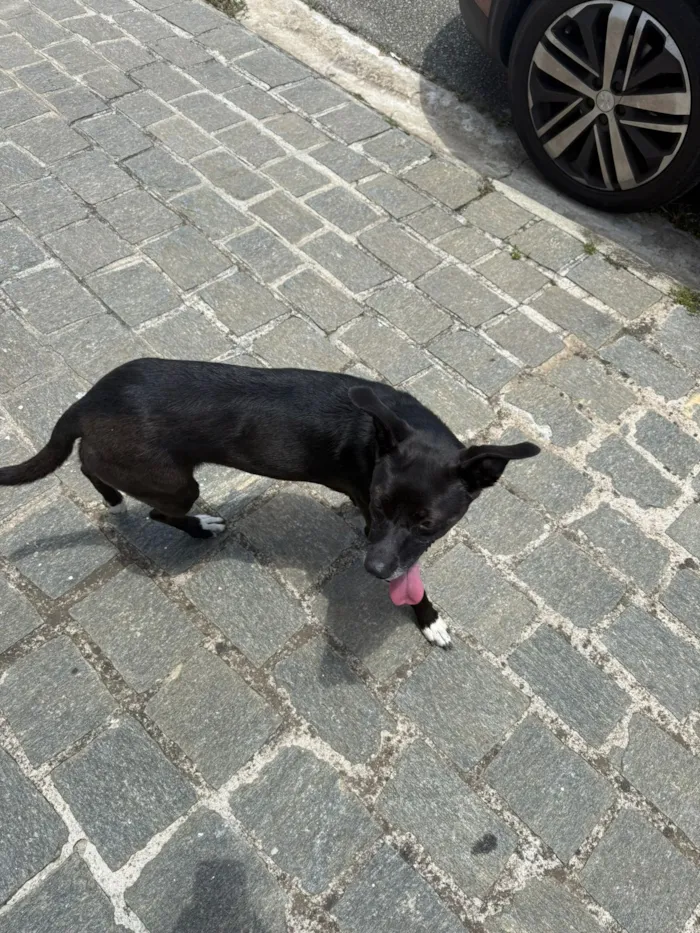 Cachorro raça SRD-ViraLata idade 2 anos nome Não sei