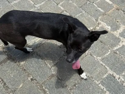 Cachorro raça SRD-ViraLata idade 2 anos nome Não sei