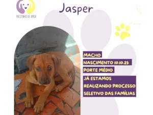 Cachorro raça SRD-ViraLata idade 2 a 6 meses nome Jasper