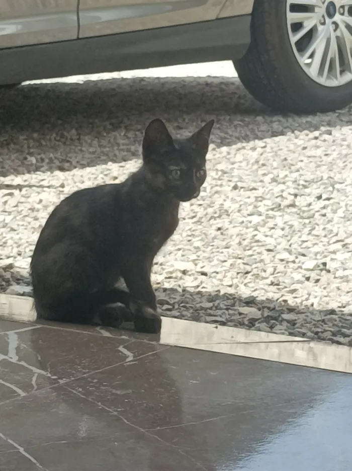 Naná, Amora, Lili e Pantera 