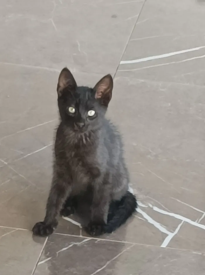 Naná, Amora, Lili e Pantera 