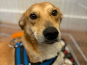 Cachorro raça SRD-ViraLata idade 2 anos nome Simba 