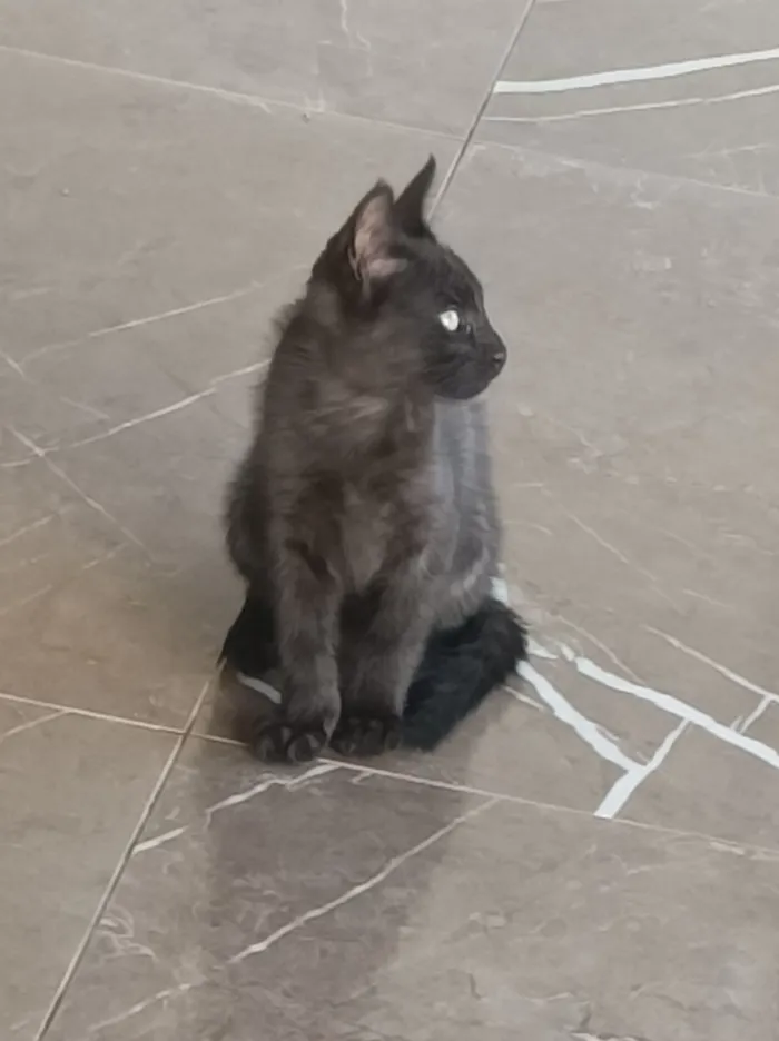 Gato raça SRD-ViraLata idade 2 a 6 meses nome Naná, Amora, Lili e Pantera 