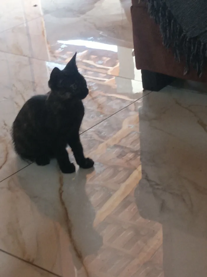 Naná, Amora, Lili e Pantera 