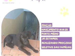 Cachorro raça SRD-ViraLata idade 2 a 6 meses nome Tupã