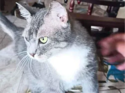 Gato raça SRD-ViraLata idade 6 ou mais anos nome Lili