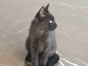 Gato raça SRD-ViraLata idade 2 a 6 meses nome Naná, Amora, Lili e Pantera 